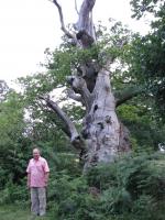 Albums/20090700-Windsor Great Park/27